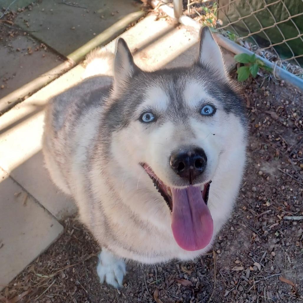 Sunflower, a Adoptable Husky in Concord, NC image 2/4