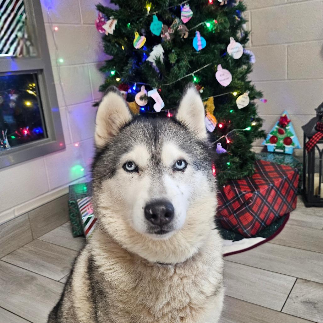 Sunflower, a Adoptable Husky in Concord, NC image 3/4