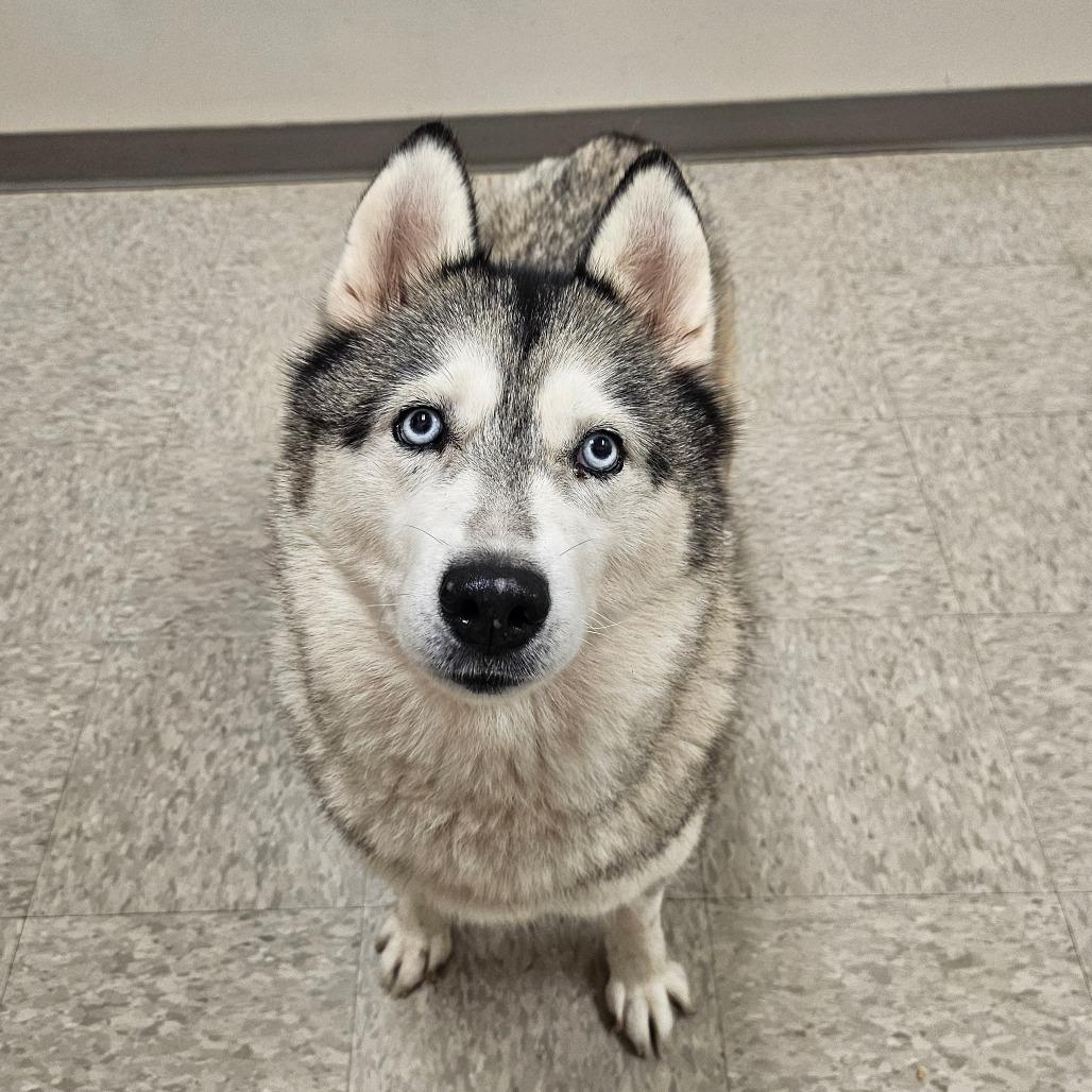 Sunflower, a Adoptable Husky in Concord, NC image 4/4