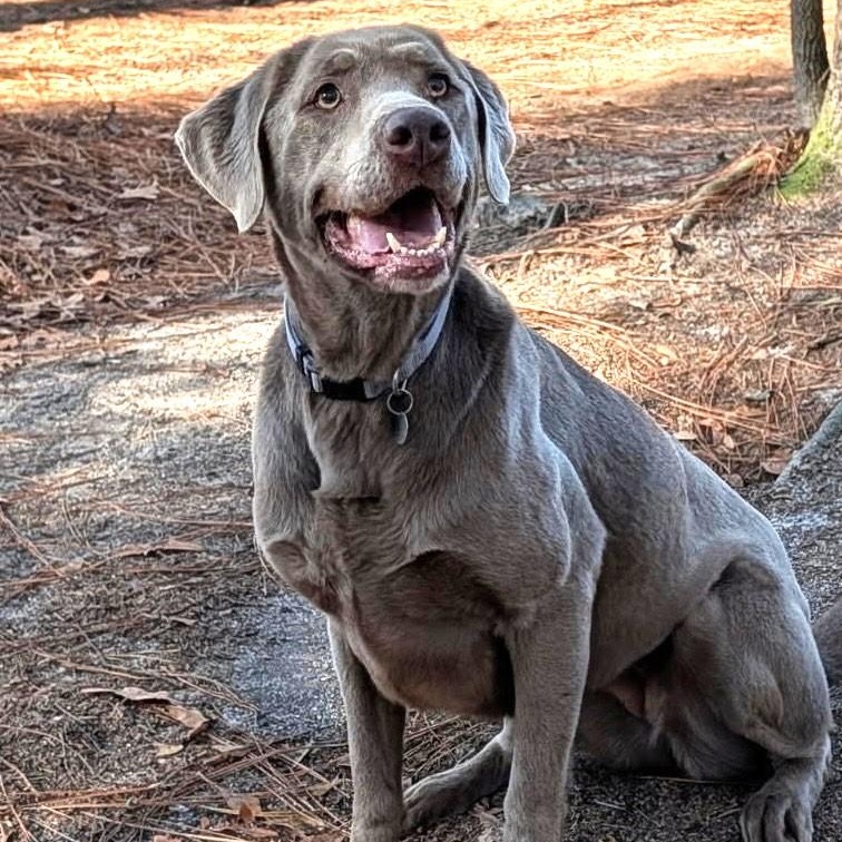 Sadie, adopted, Adult Female Labrador Retriever.