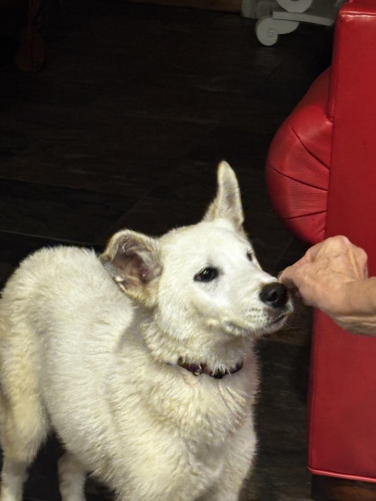 Tundra, Adopted, Puppy Male German Shepherd Dog.