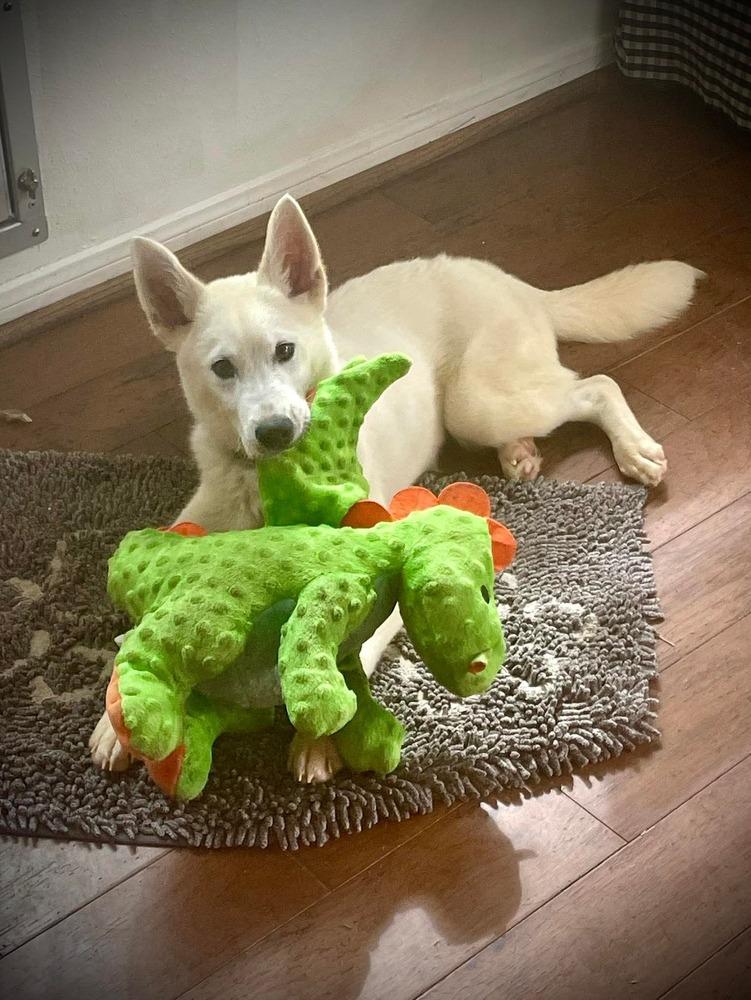 Enlarge Tundra, a Adopted mixed breed in Sealy, TX image 2/6