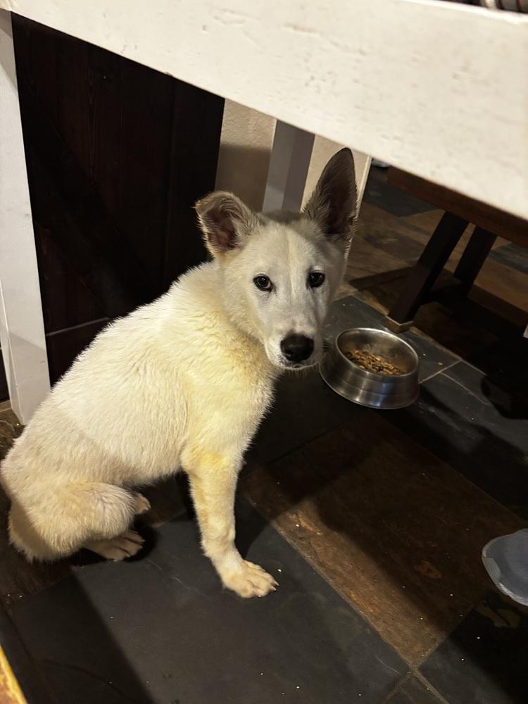 Enlarge Tundra, a Adopted mixed breed in Sealy, TX image 3/6