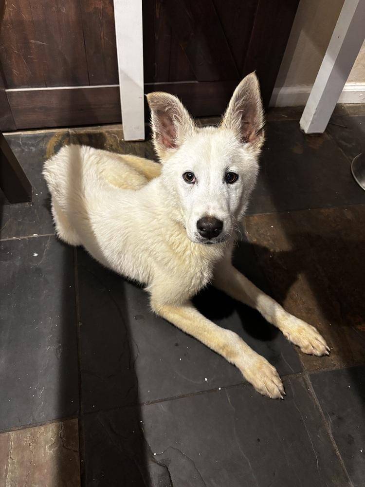 Enlarge Tundra, a Adopted mixed breed in Sealy, TX image 4/6