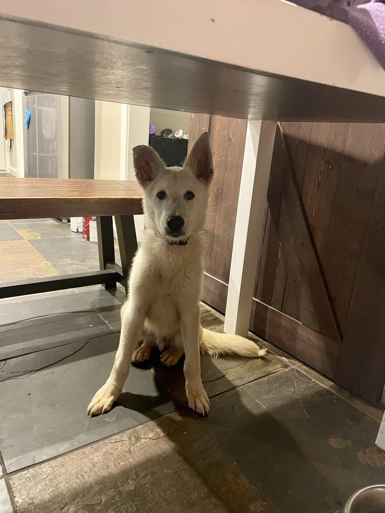 Enlarge Tundra, a Adopted mixed breed in Sealy, TX image 5/6