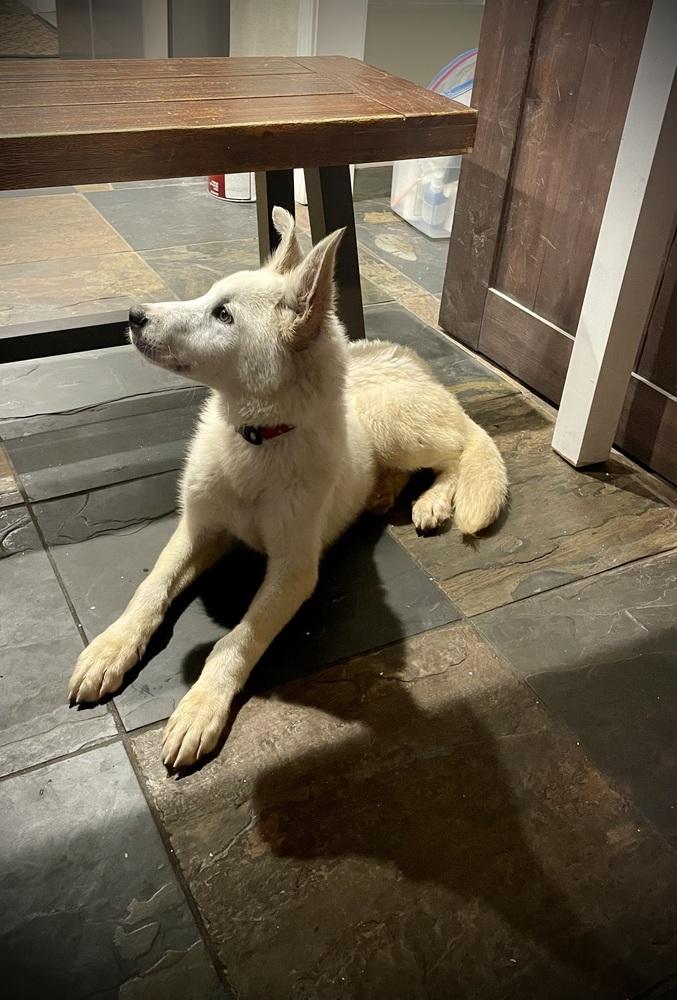 Enlarge Tundra, a Adopted mixed breed in Sealy, TX image 6/6