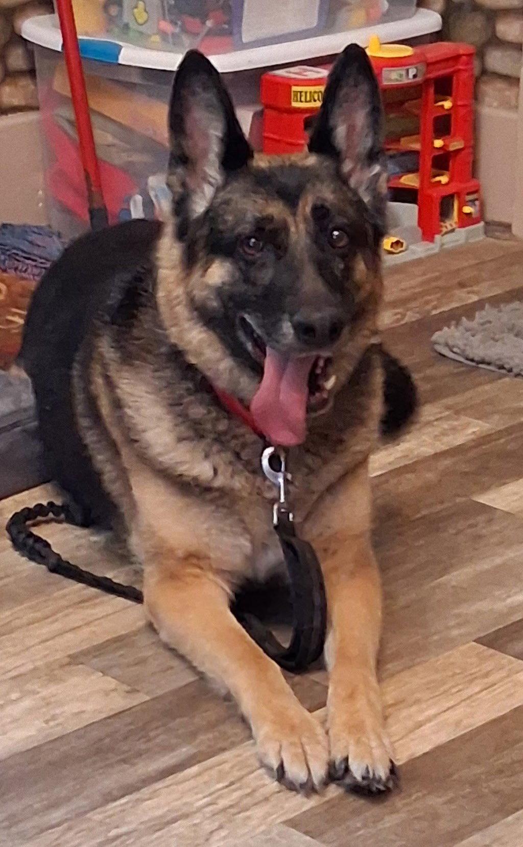 Adele, Adoptable, Senior Female German Shepherd Dog.