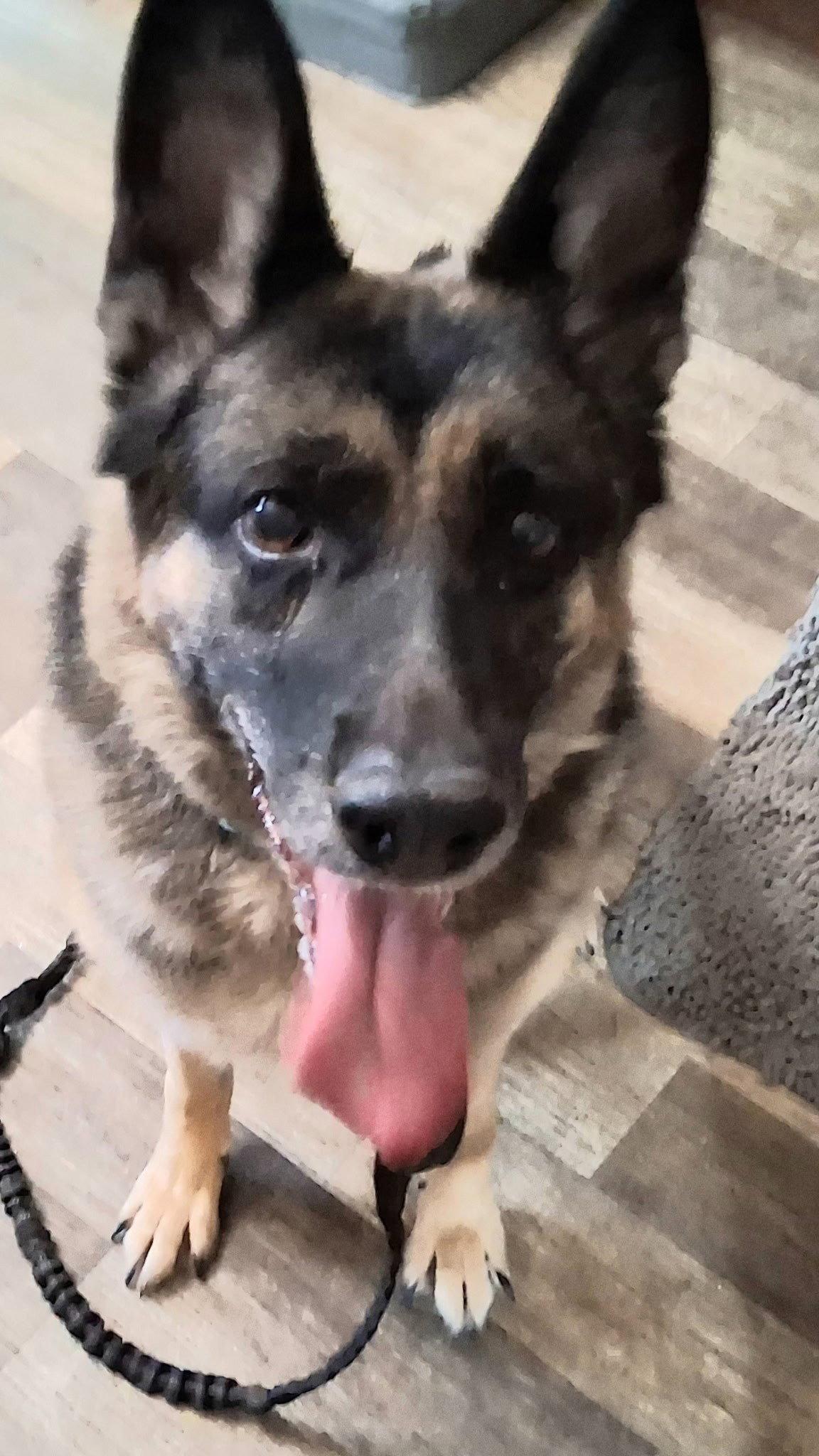 Enlarge Adele, a Adoptable German Shepherd Dog in Fort Wayne, IN image 2/3