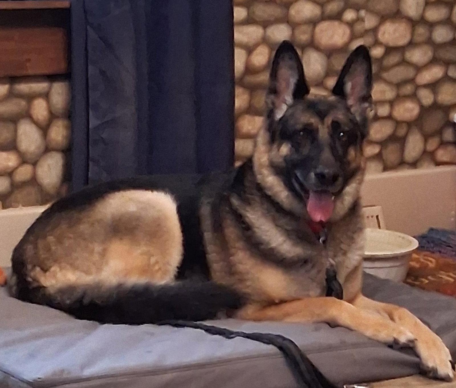 Enlarge Adele, a Adoptable German Shepherd Dog in Fort Wayne, IN image 3/3