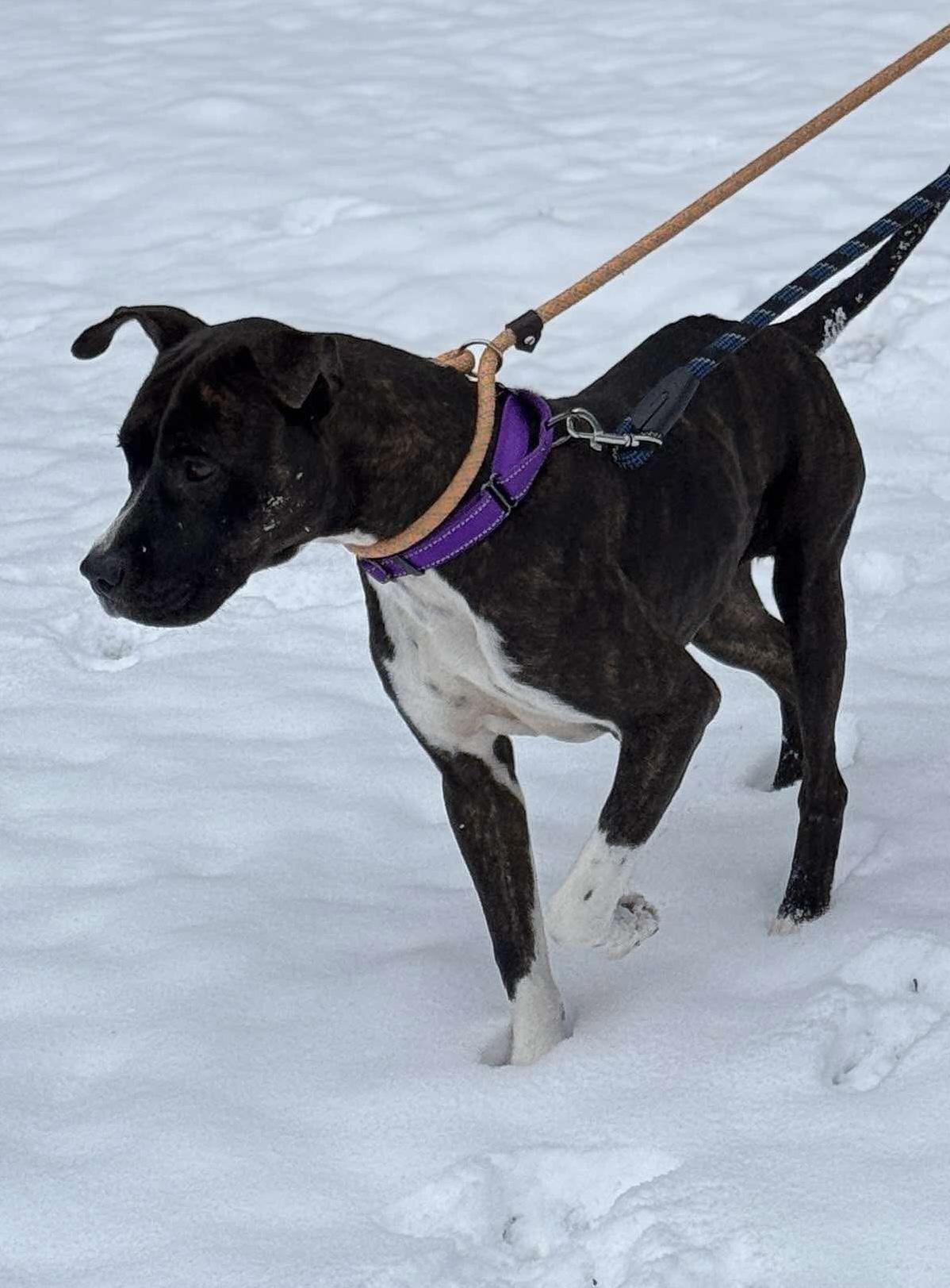 Freyja, a Adoptable mixed breed in fennville, MI image 1/4
