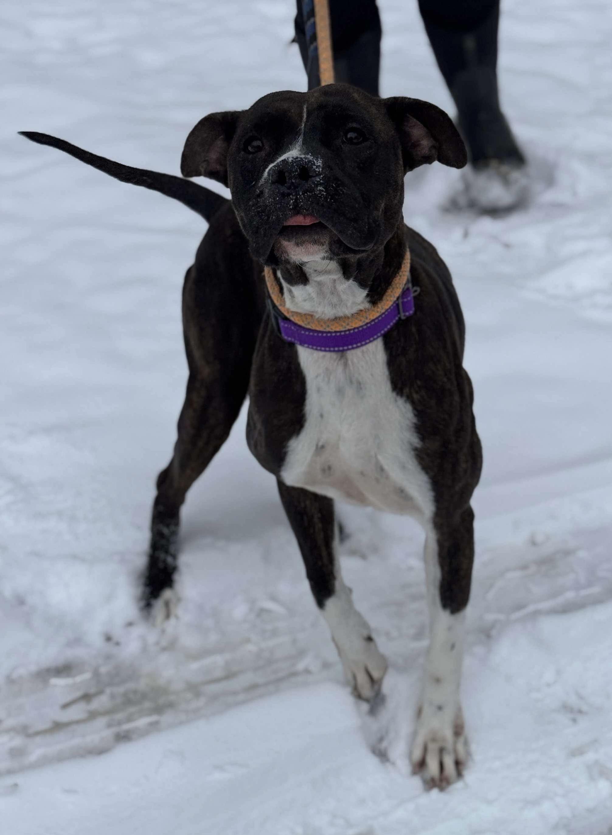 Freyja, a Adoptable mixed breed in fennville, MI image 3/4
