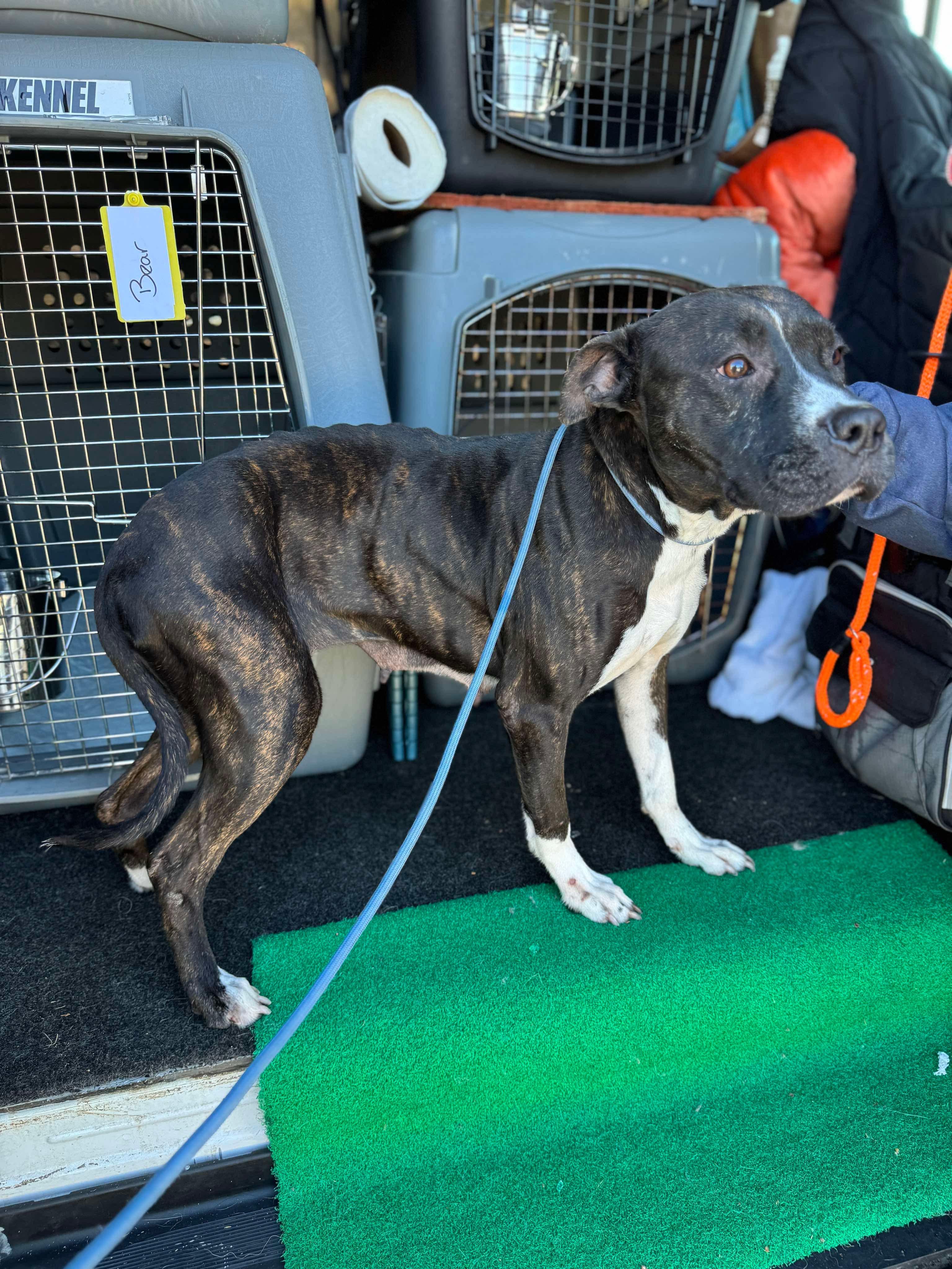 Freyja, a Adoptable mixed breed in fennville, MI image 4/4