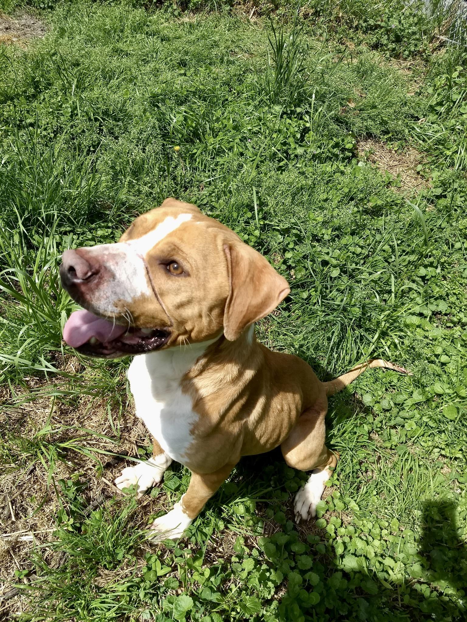 Enlarge Charlie, a ADOPTABLE Mixed Breed in Petersburg, VA image 4/6