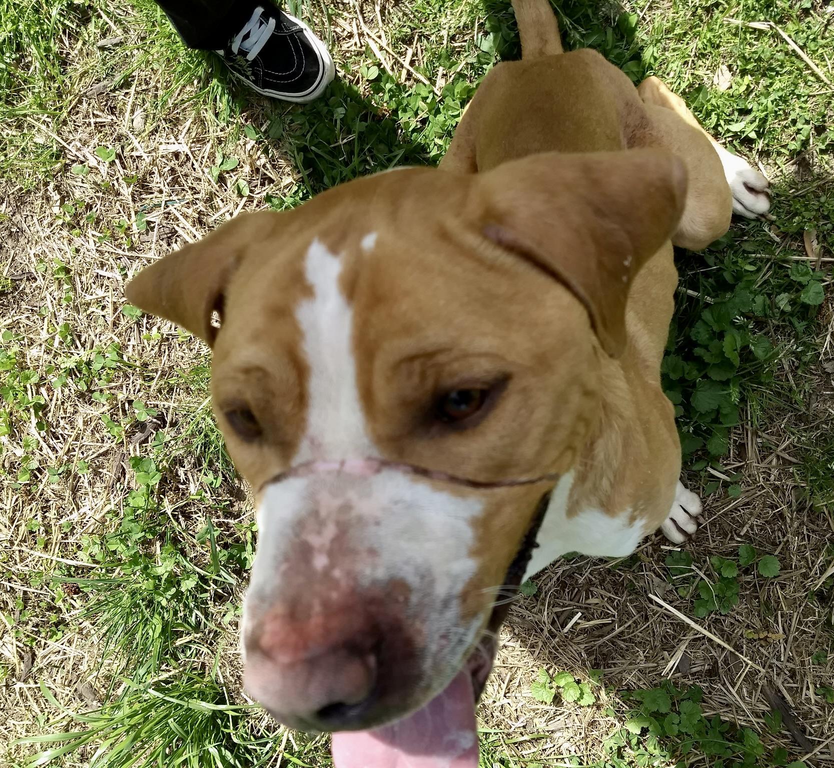 Enlarge Charlie, a ADOPTABLE Mixed Breed in Petersburg, VA image 3/6