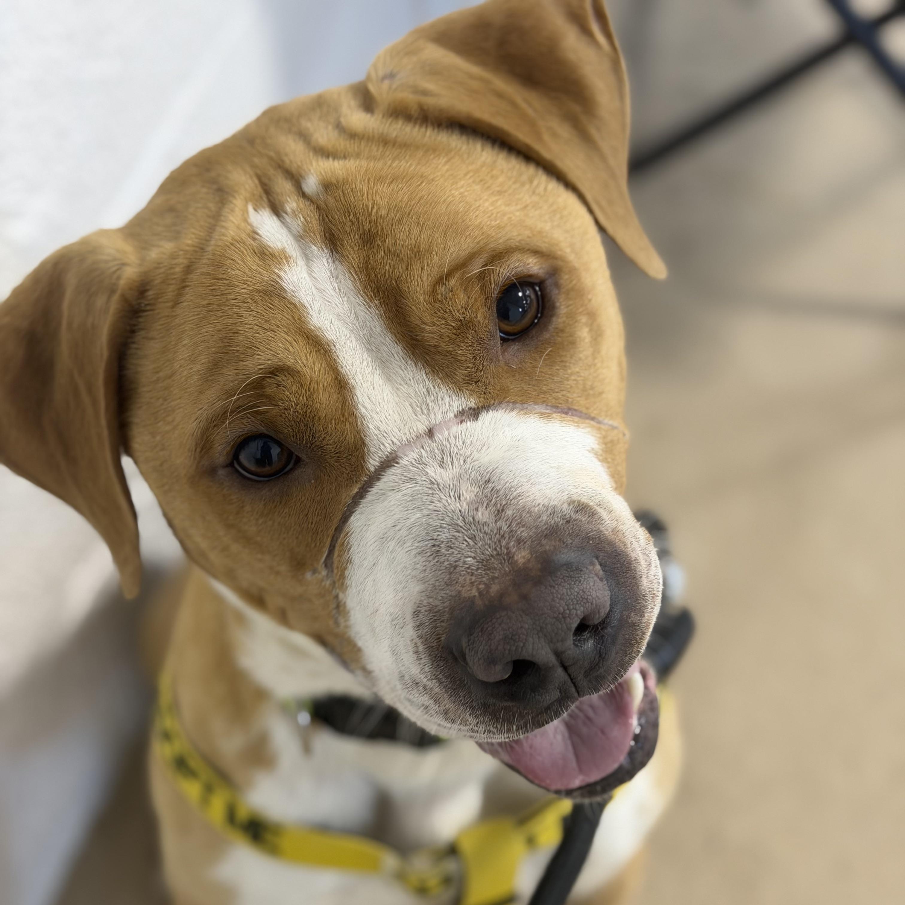 Charlie, ADOPTABLE, Young Male Mixed Breed.