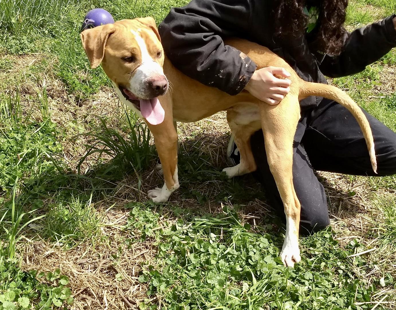 Enlarge Charlie, a ADOPTABLE Mixed Breed in Petersburg, VA image 2/6