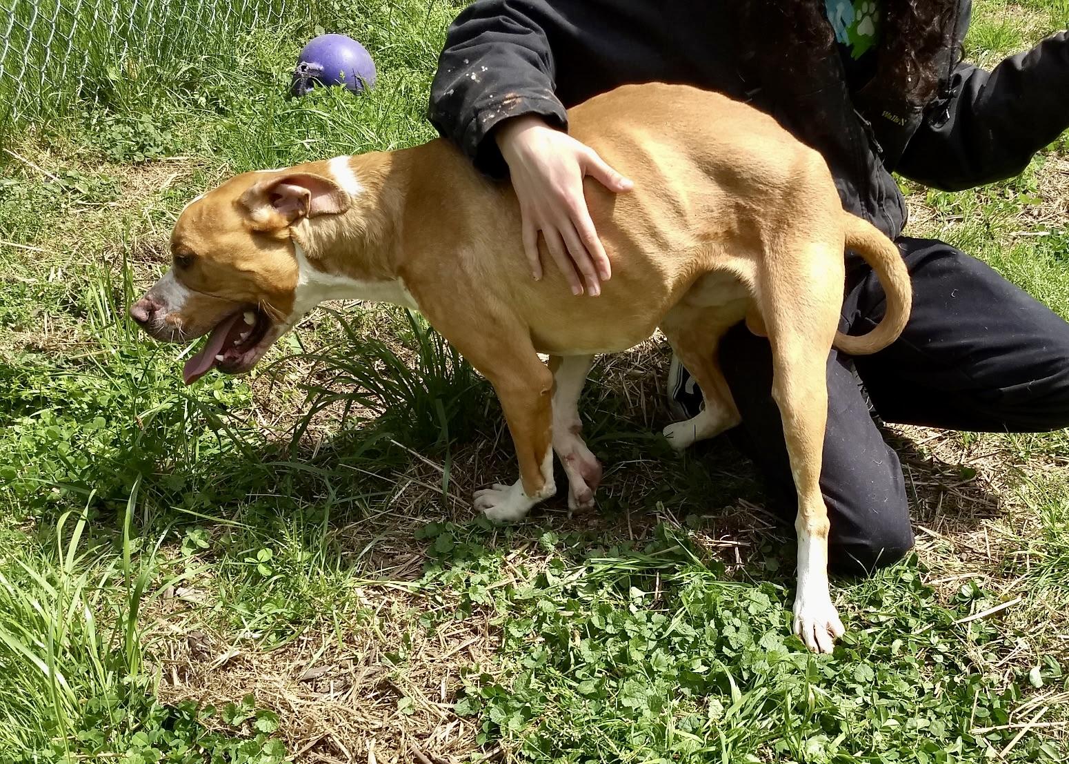 Enlarge Charlie, a ADOPTABLE Mixed Breed in Petersburg, VA image 6/6