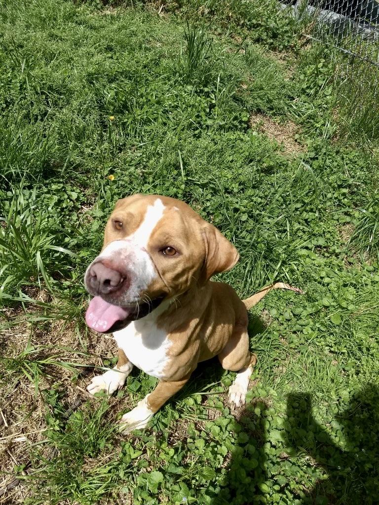 Enlarge Charlie, a ADOPTABLE Mixed Breed in Petersburg, VA image 5/6