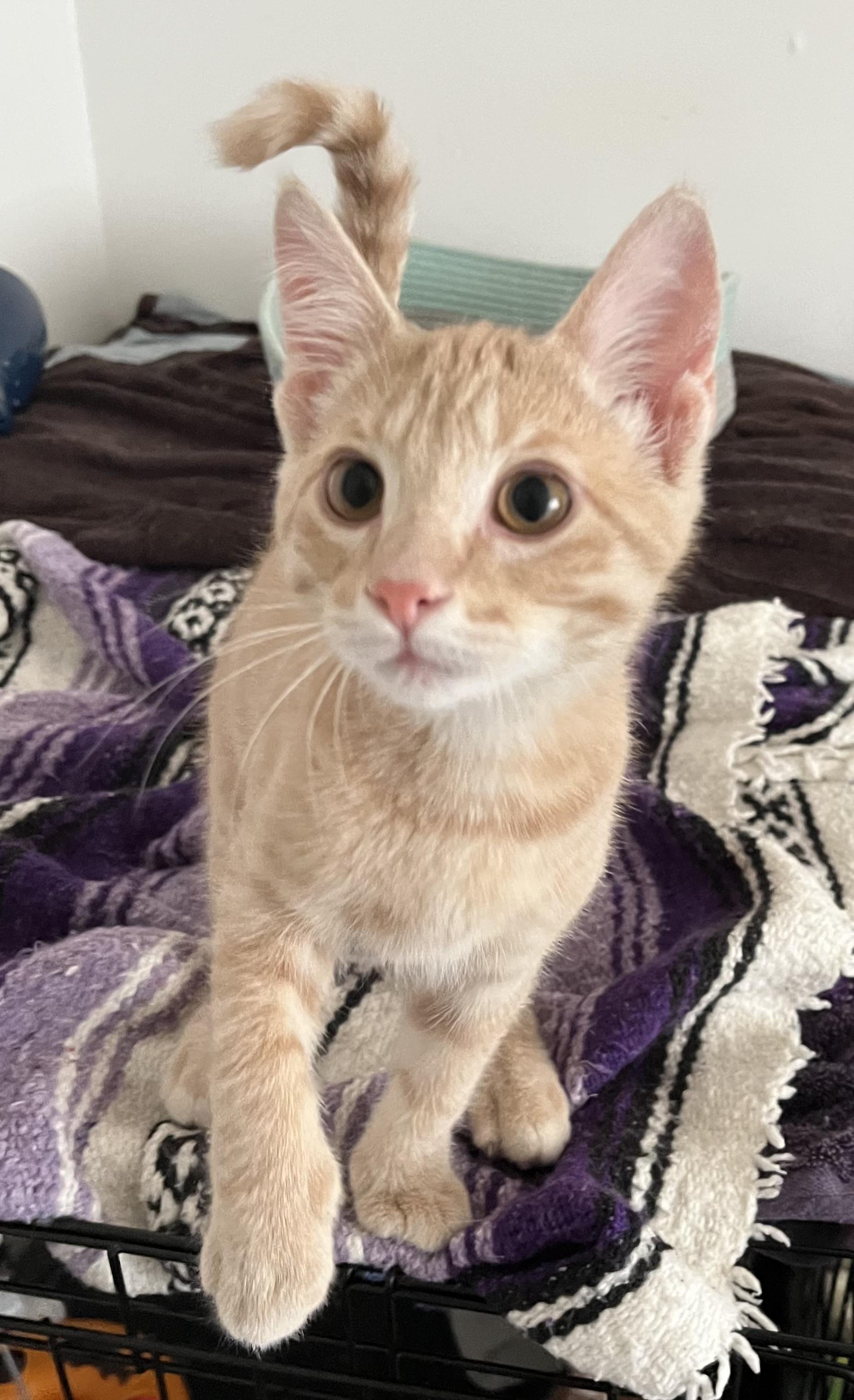 Enlarge Halo, a Adoptable Domestic Short Hair in Portland, OR image 2/2