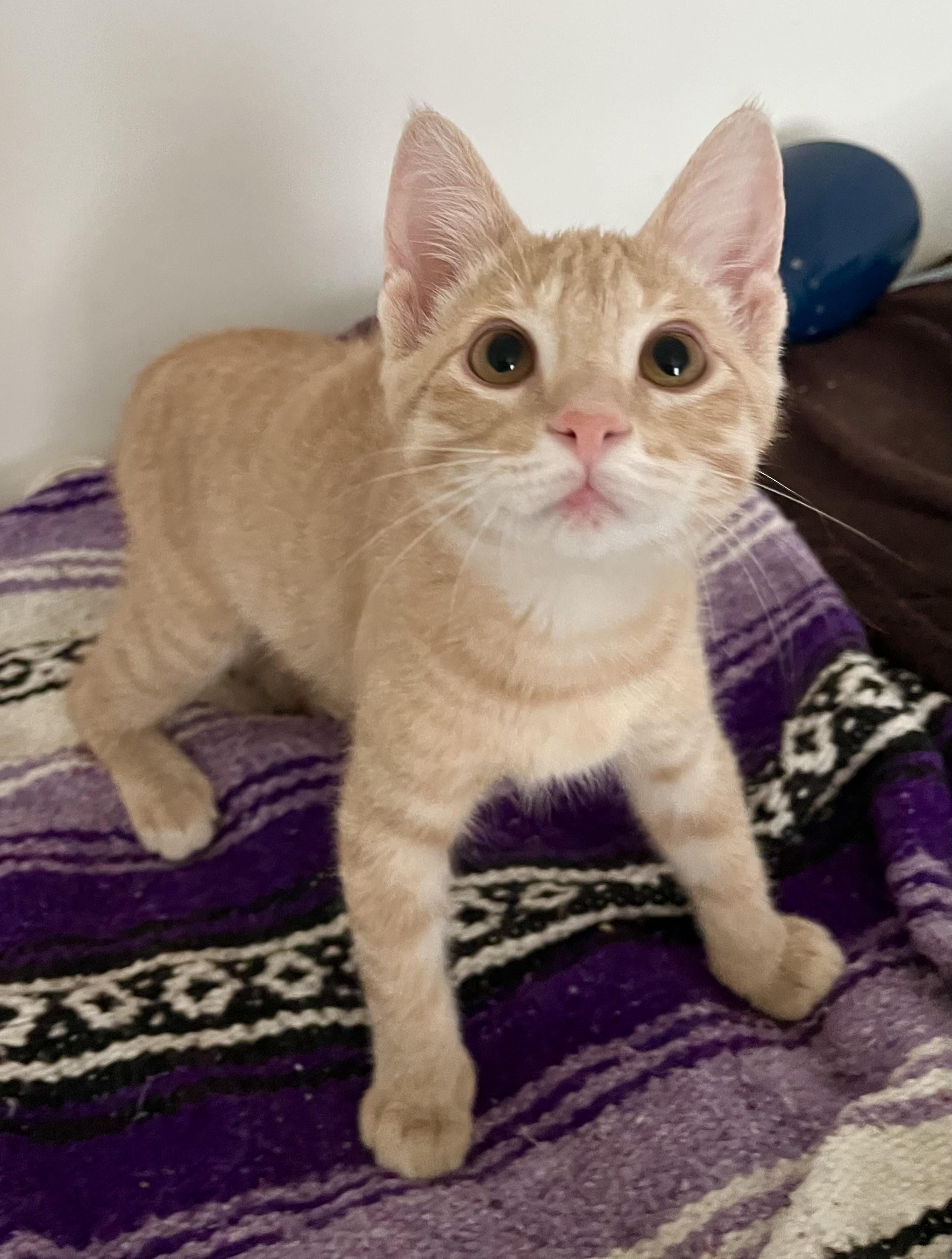 Halo, Adoptable, Kitten Male Domestic Short Hair.