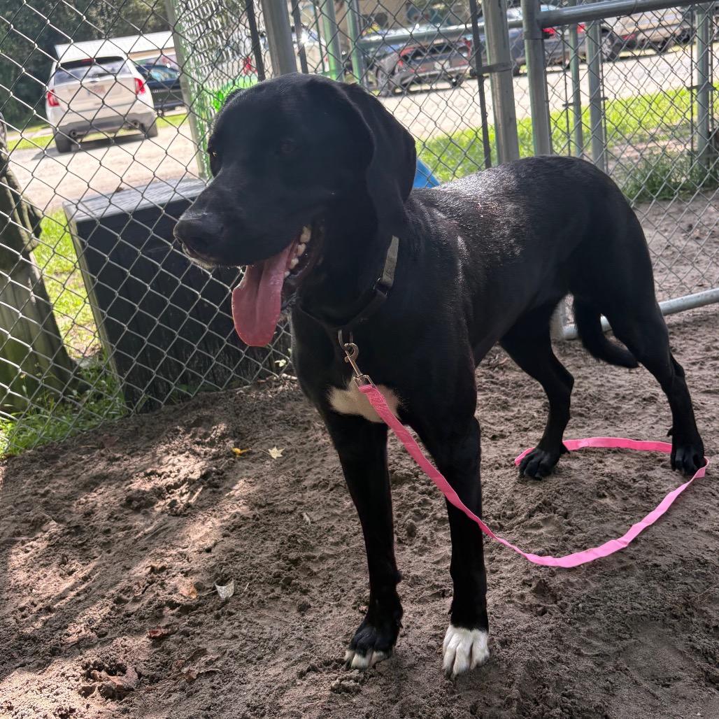 Ellie Bellie 29873, Adoptable, Adult Female Weimaraner & Bernese Mountain Dog.