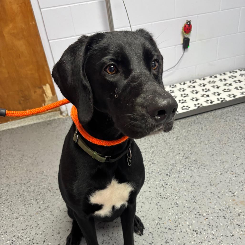 Enlarge Ellie Bellie 29873, a Adoptable mixed breed in Middleburg, FL image 2/4