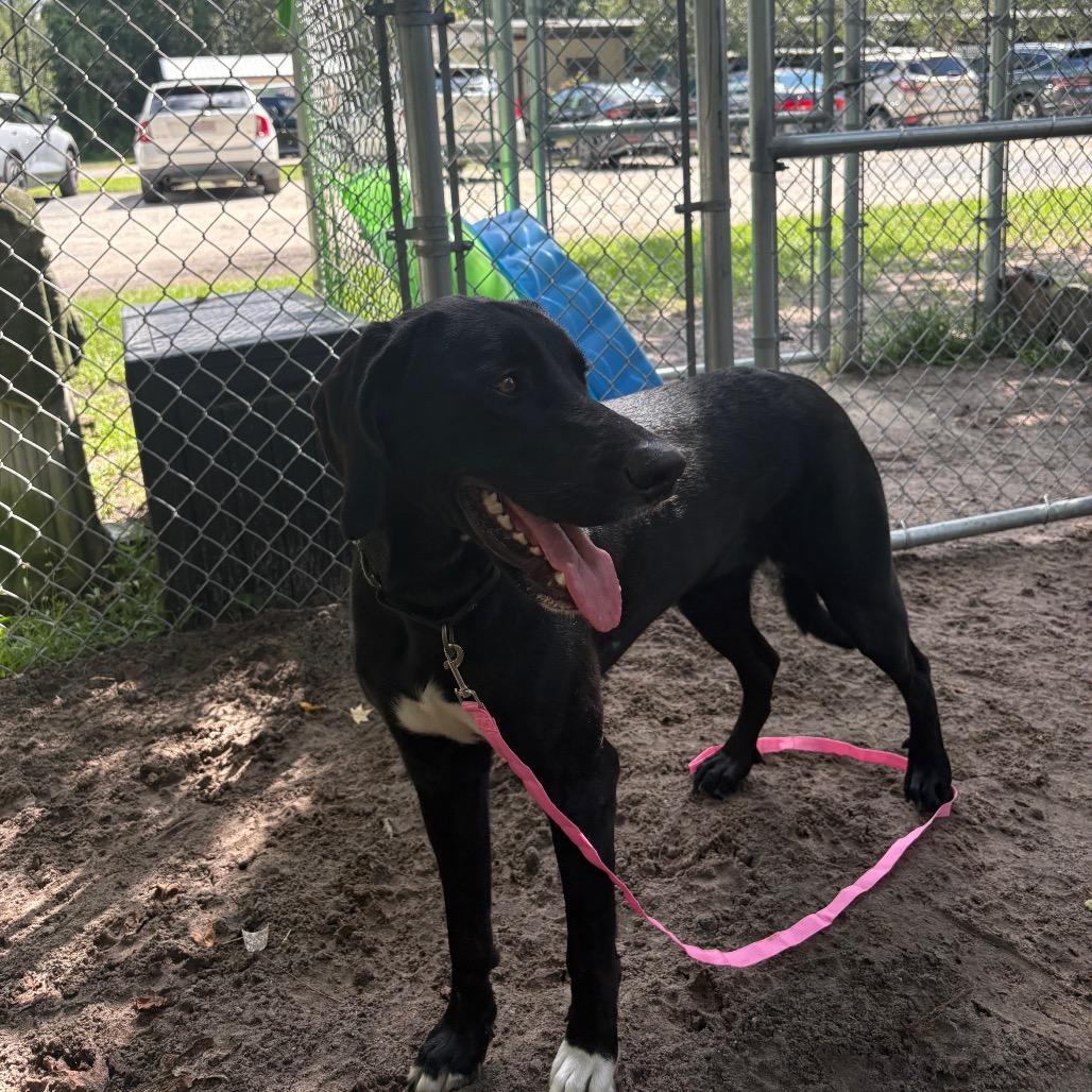 Enlarge Ellie Bellie 29873, a Adoptable mixed breed in Middleburg, FL image 3/4