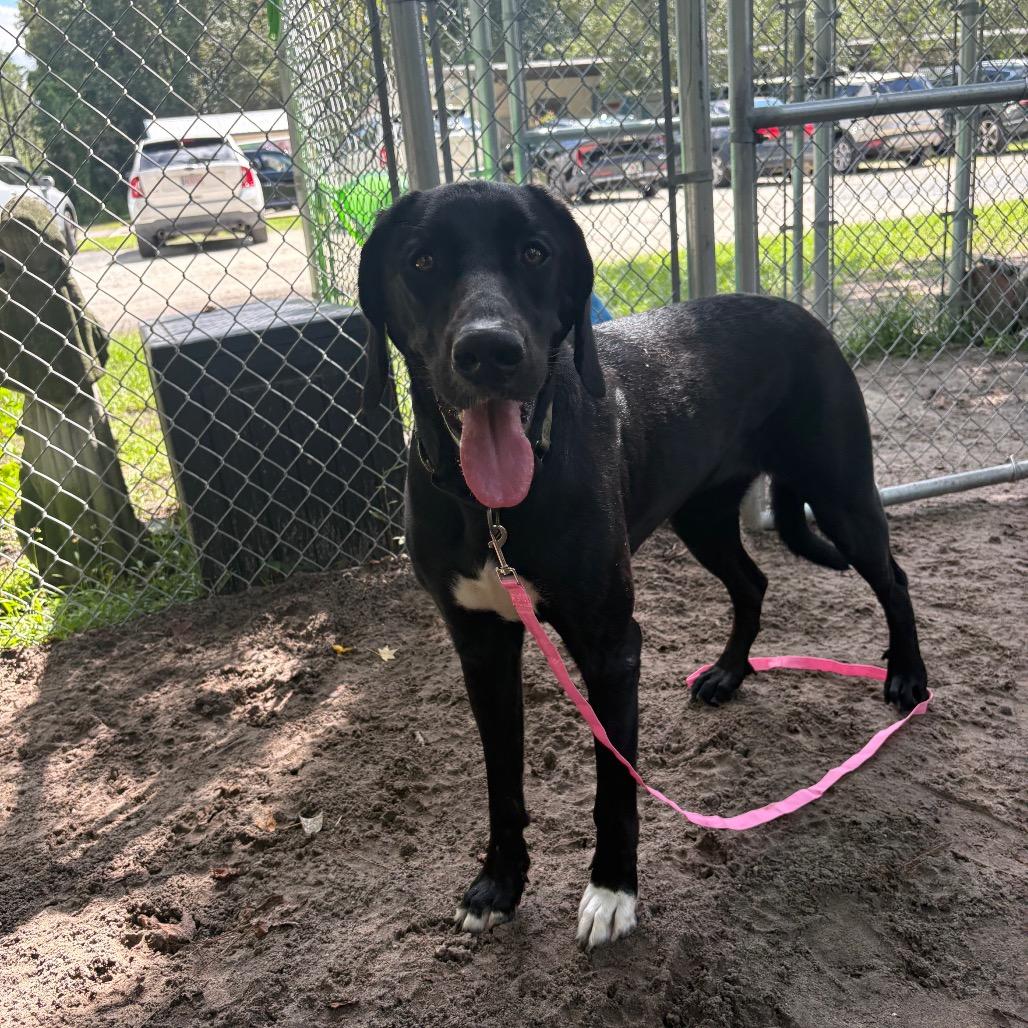 Enlarge Ellie Bellie 29873, a Adoptable mixed breed in Middleburg, FL image 4/4
