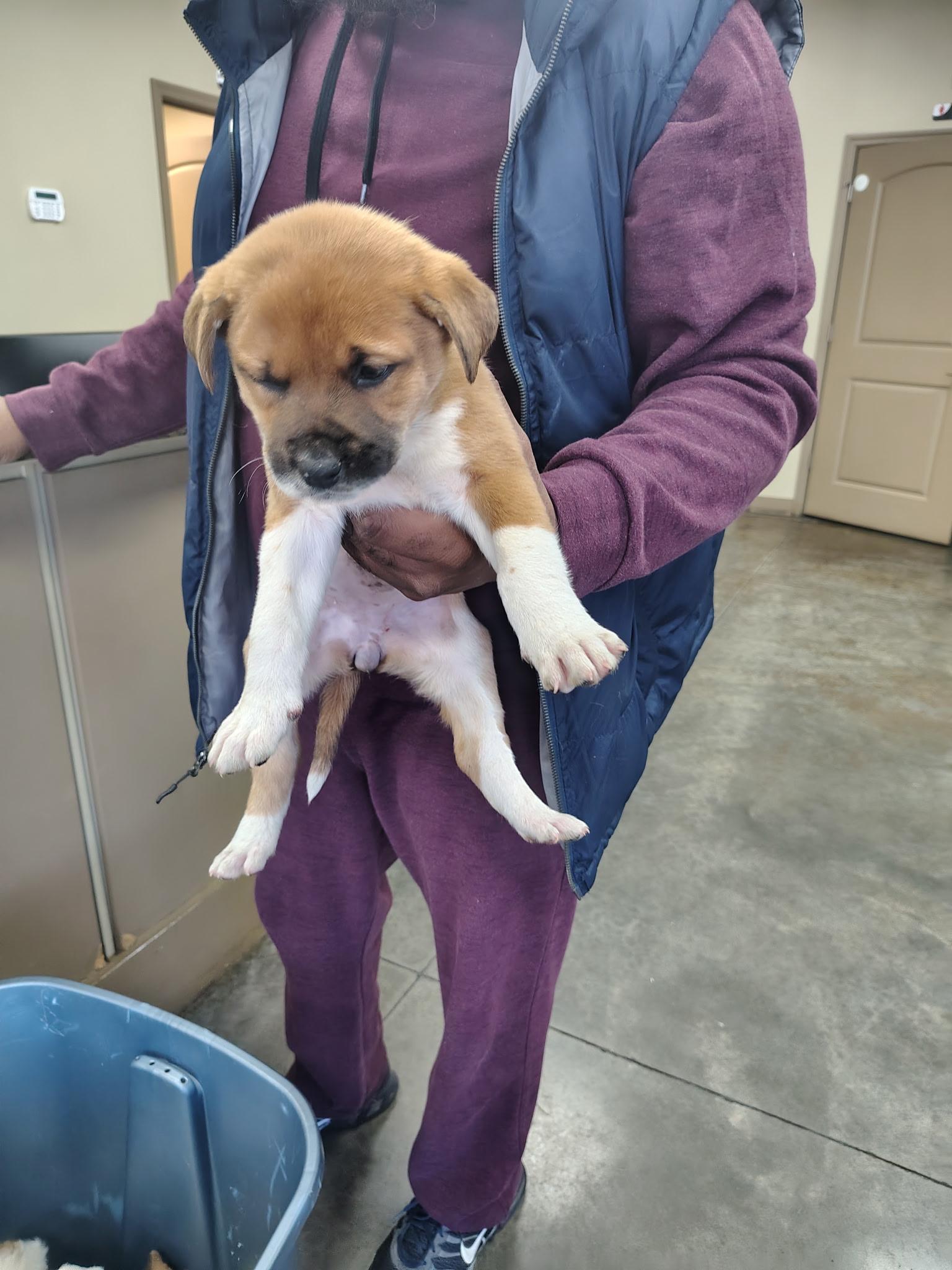 Snow white, Adopted, Puppy Female Great Pyrenees.