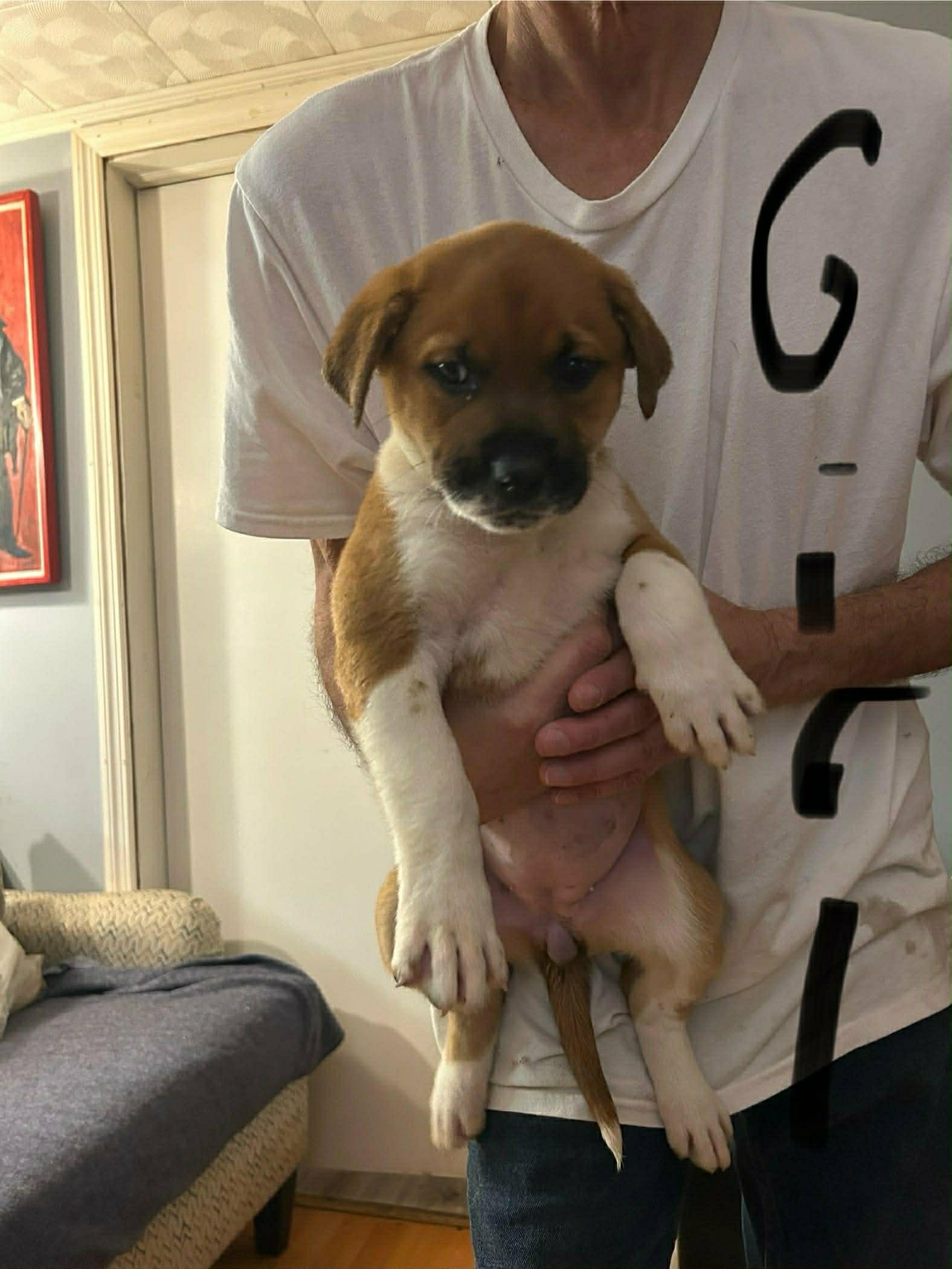 Enlarge Snow white, a Adopted Great Pyrenees in Bradenton, FL image 2/4