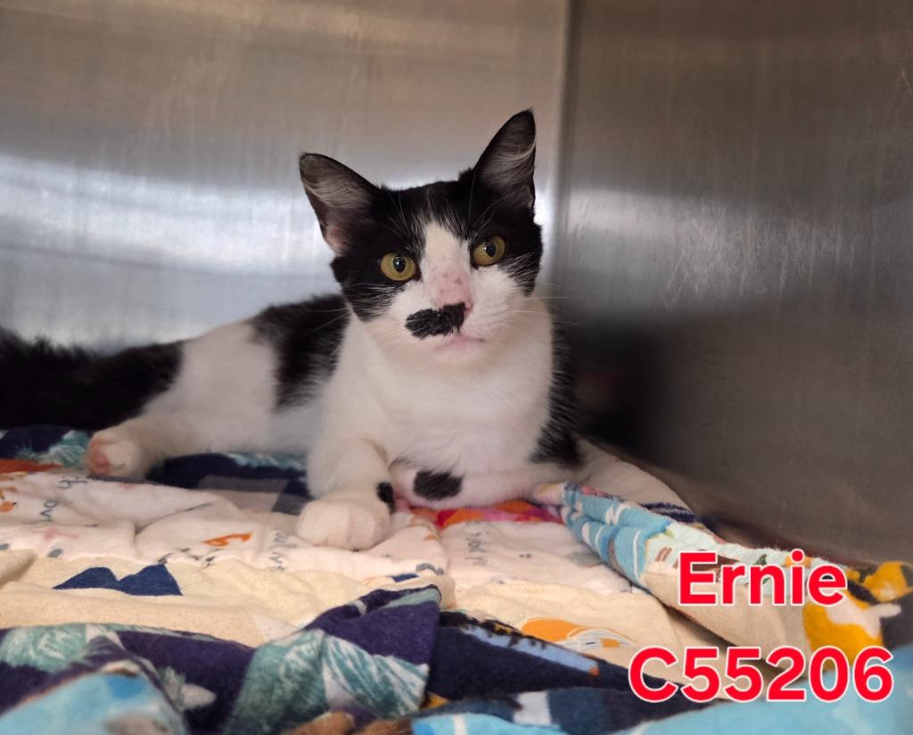 Ernie, Adoptable, Young Female Domestic Short Hair.