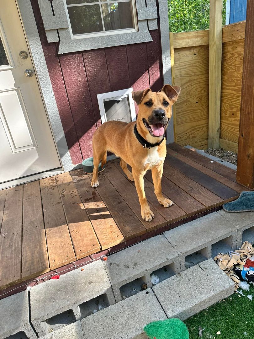 Zeke, a Adoptable Black Mouth Cur in Conroe, TX image 2/5