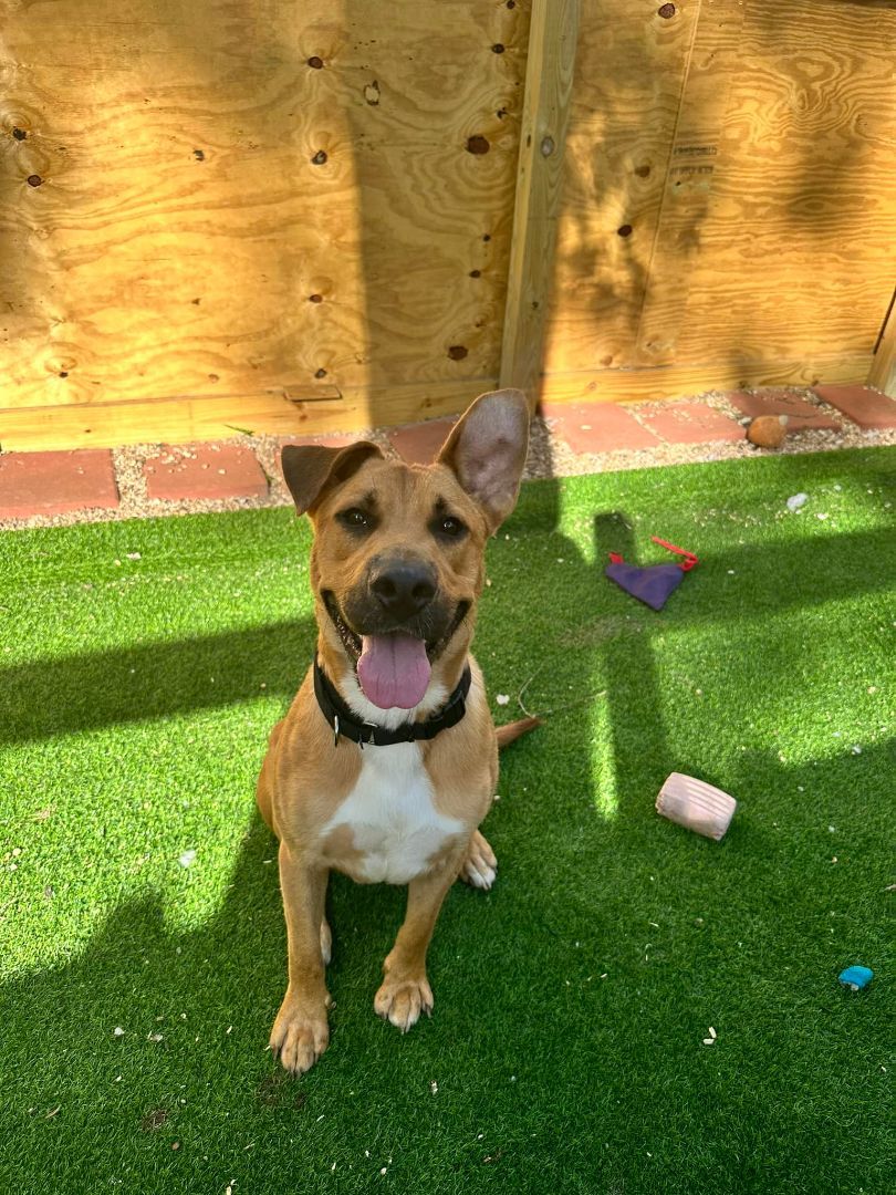 Zeke, a Adoptable Black Mouth Cur in Conroe, TX image 3/5