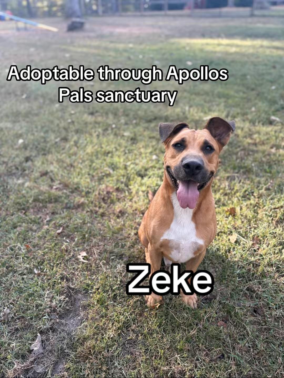 Zeke, Adoptable, Adult Male Black Mouth Cur.
