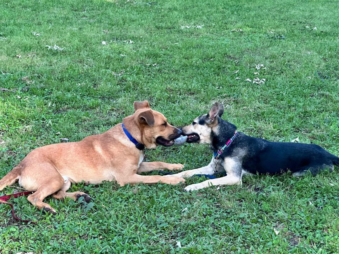 Zeke, a Adoptable Black Mouth Cur in Conroe, TX image 4/5