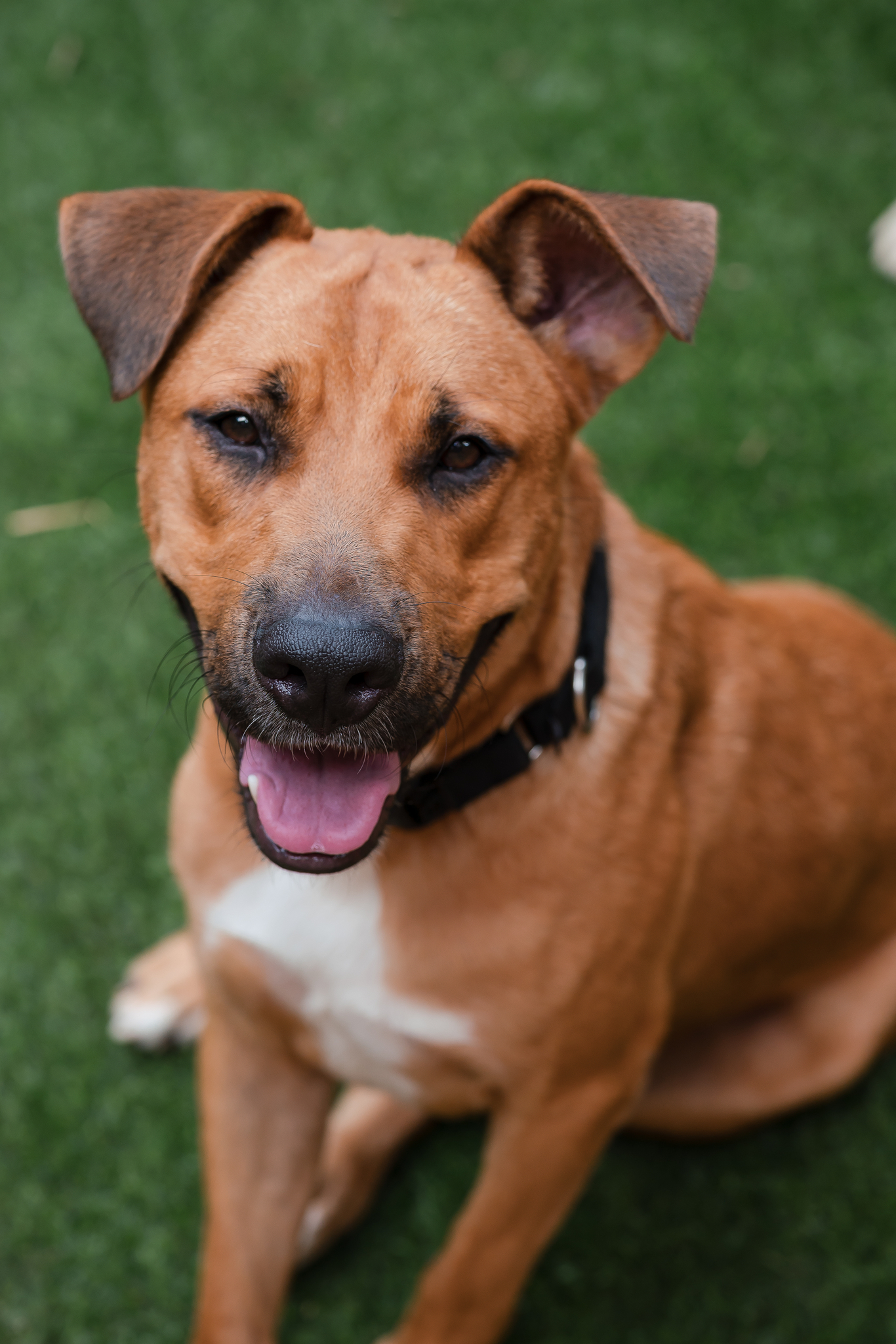Zeke, a Adoptable Black Mouth Cur in Conroe, TX image 5/5