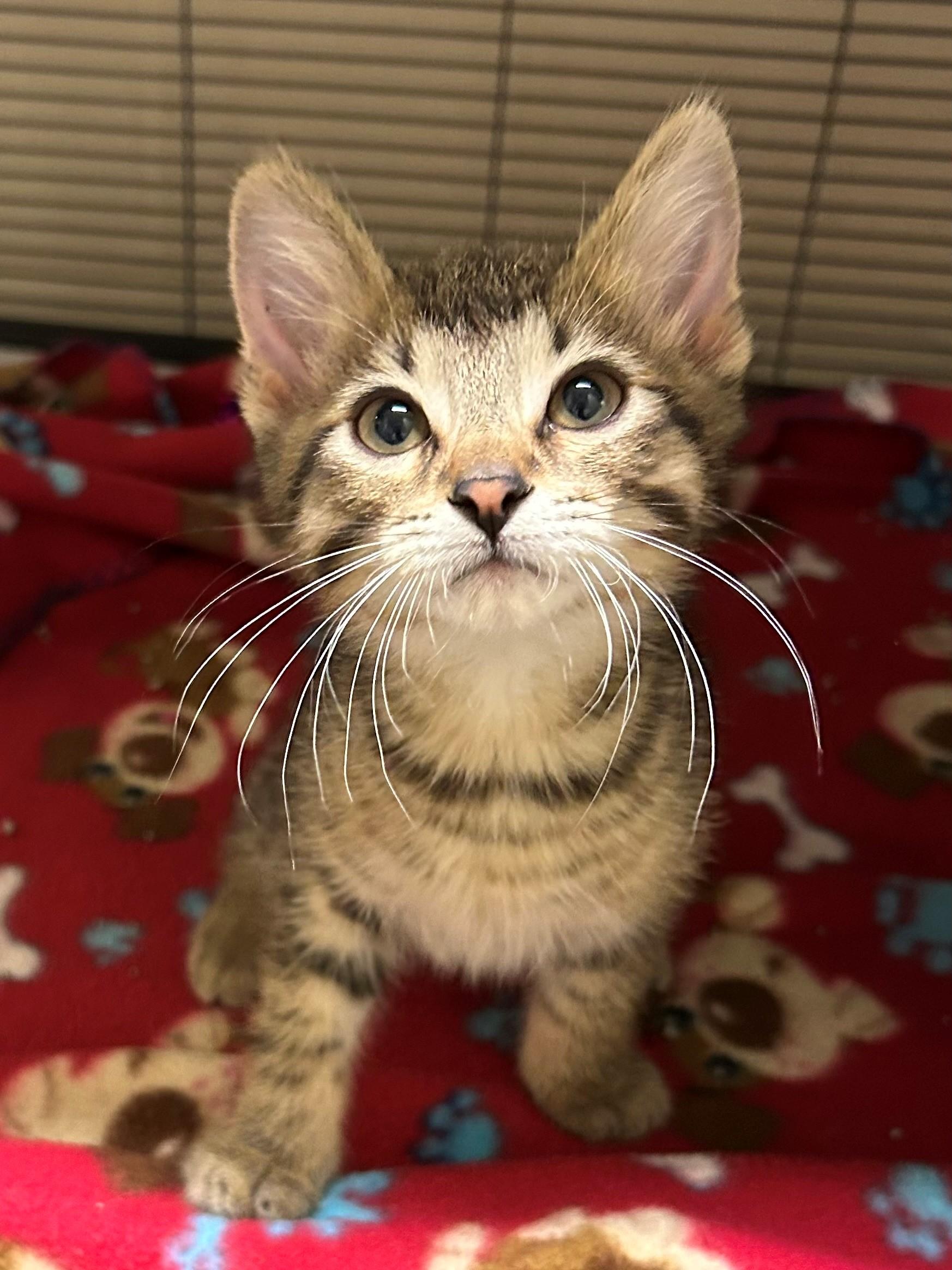 Meteor, adopted, Kitten Male Domestic Short Hair.