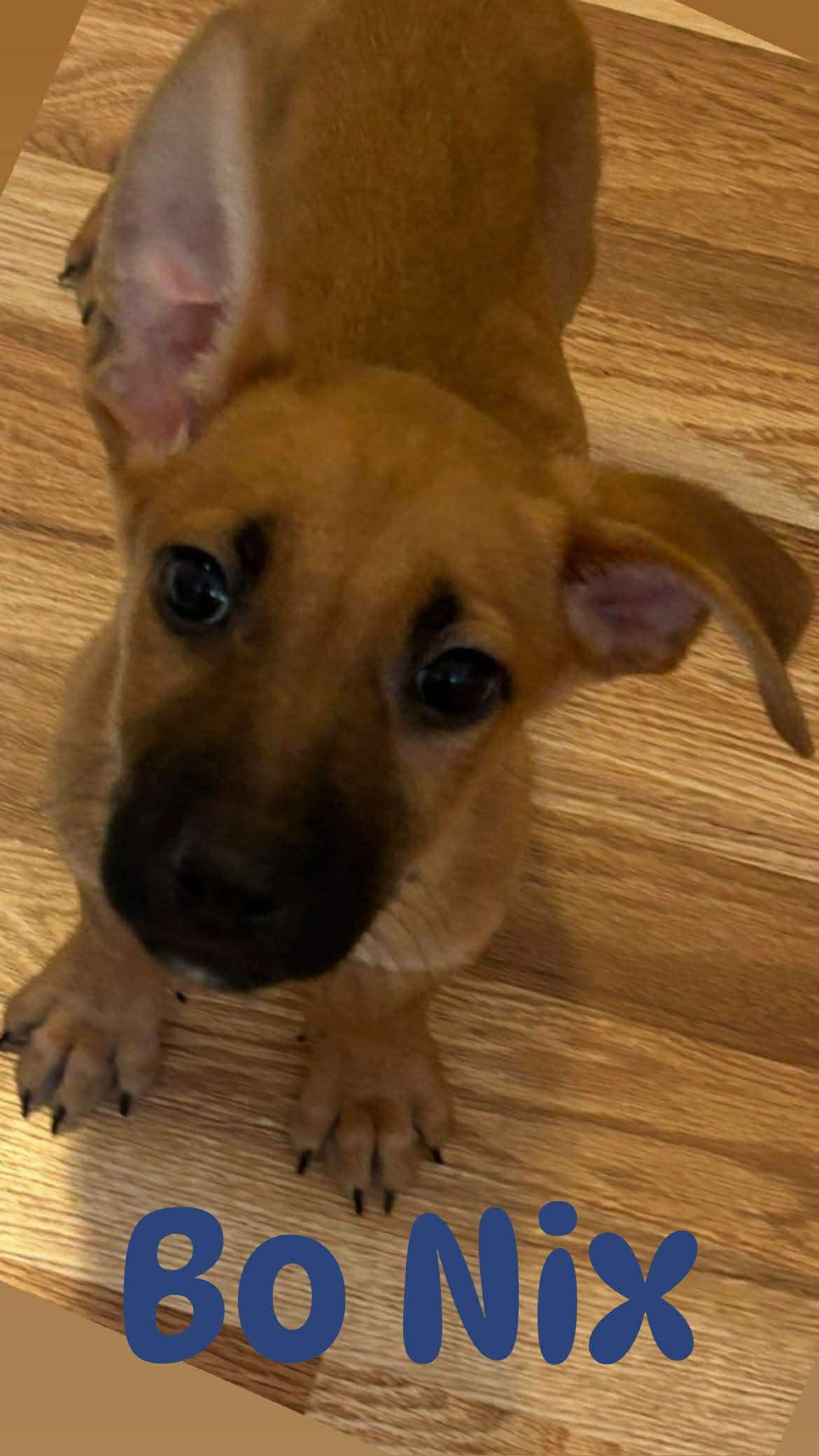 Enlarge Bo Nix, an adopted mixed breed in Colorado Springs, CO image 2/2