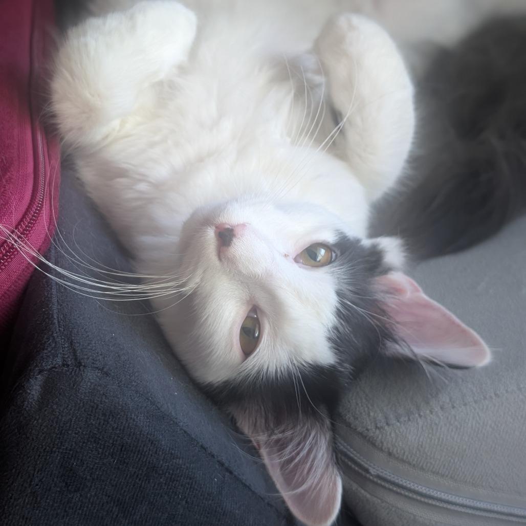 Vanilla Bean, Adoptable, Young Male Domestic Medium Hair.