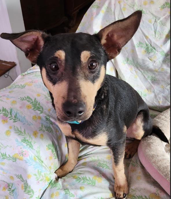 Enlarge Peewee in RI, a Adoptable Chihuahua in Cranston, RI image 1/3