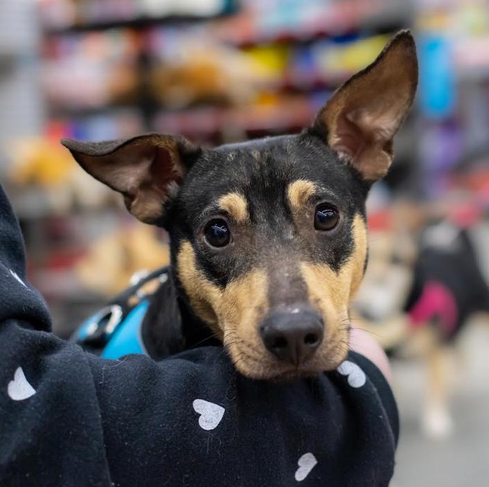 Peewee in CT, Adoptable, Young Male Chihuahua.