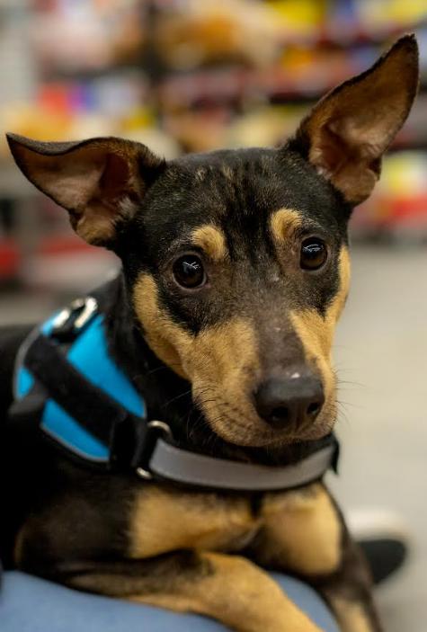 Enlarge Peewee in CT, a Adoptable Chihuahua in Cranston, RI image 2/3