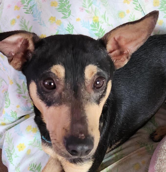 Enlarge Peewee in RI, a Adoptable Chihuahua in Cranston, RI image 2/3