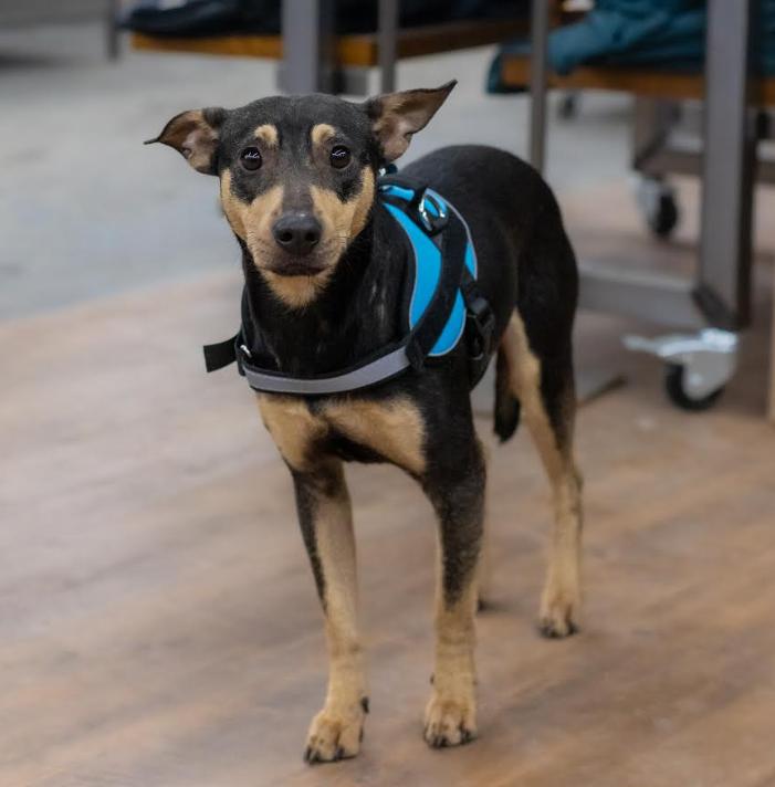 Enlarge Peewee in CT, a Adoptable Chihuahua in Cranston, RI image 3/3