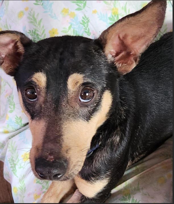 Enlarge Peewee in RI, a Adoptable Chihuahua in Cranston, RI image 3/3