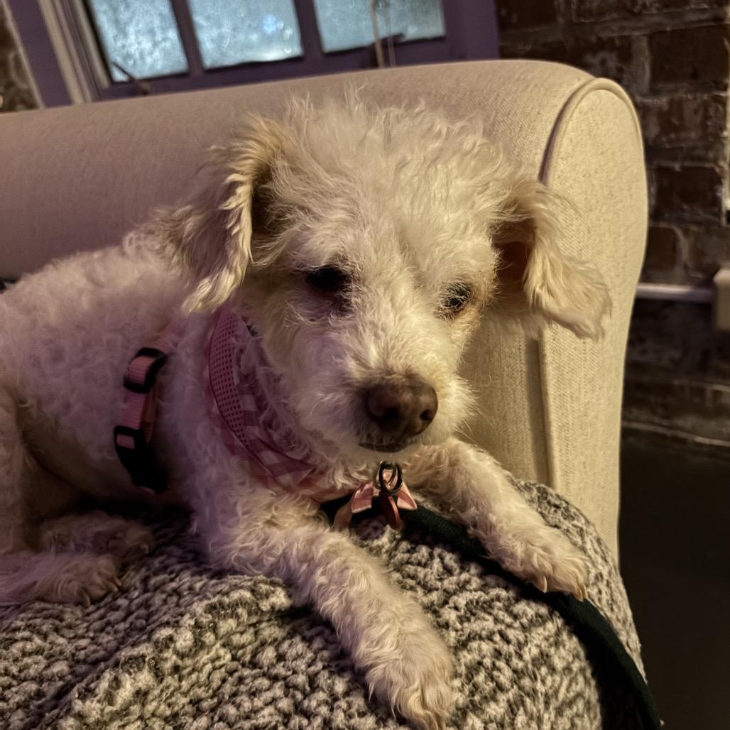 Rainey, Adoptable, Senior Female Poodle.