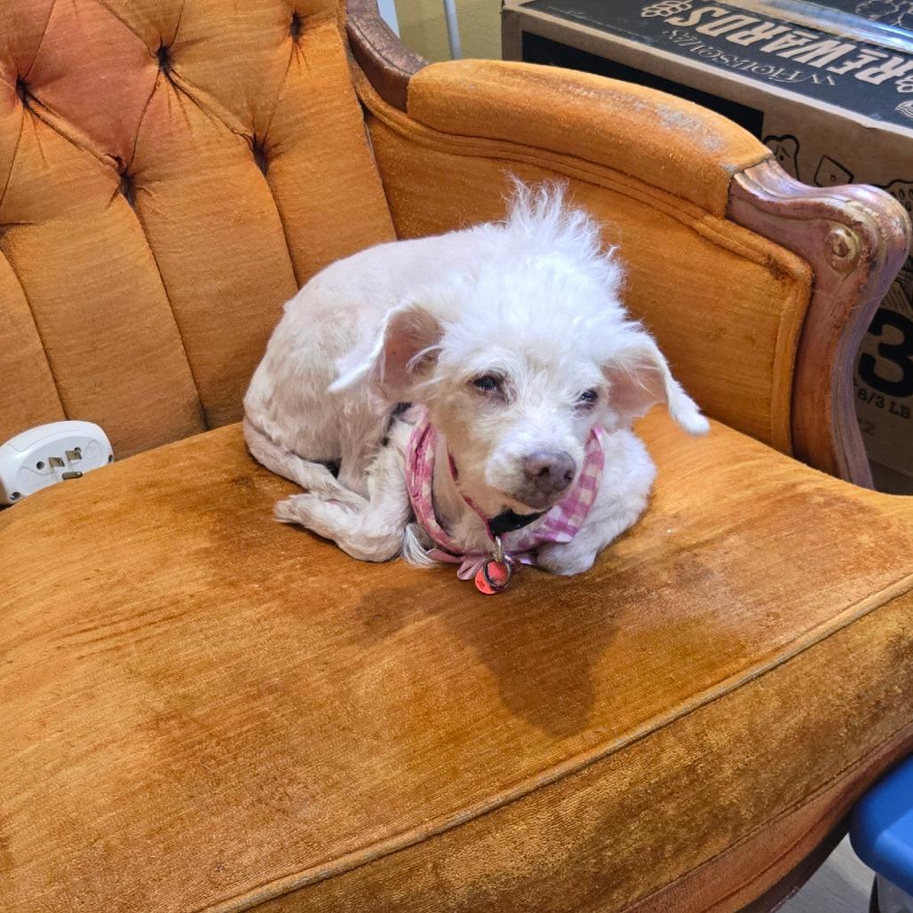 Rainey, Adoptable, Senior Female Poodle.