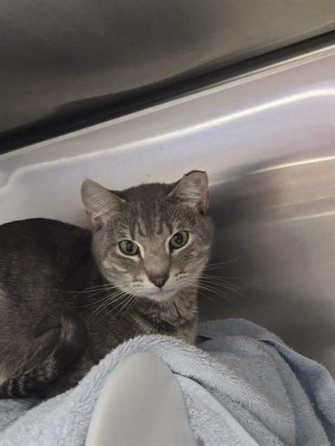 Enlarge SNAIL, a Adoptable mixed breed in Omaha, NE image 1/1