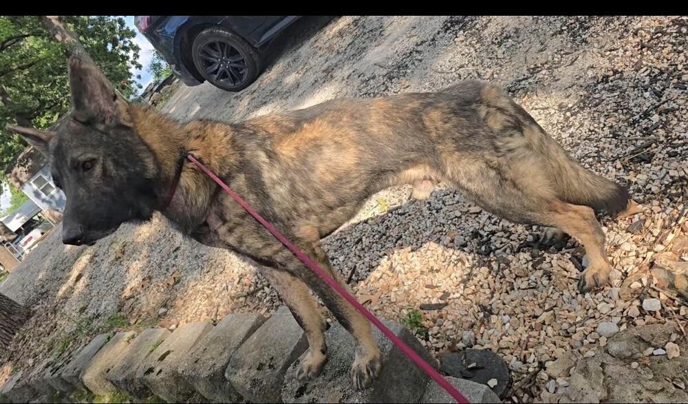 Enlarge Bodie located in Missouri, a Adoptable mixed breed in Imlay City, MI image 1/3