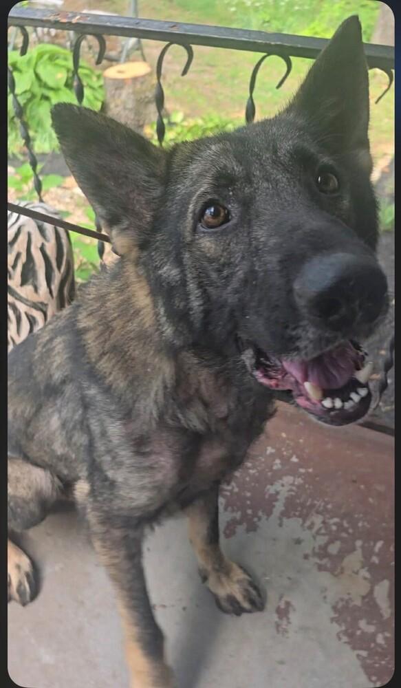 Enlarge Bodie located in Missouri, a Adoptable mixed breed in Imlay City, MI image 2/3